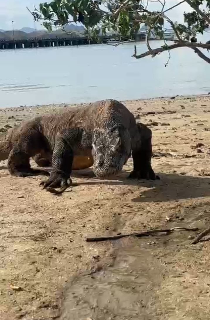 Explore Komodo