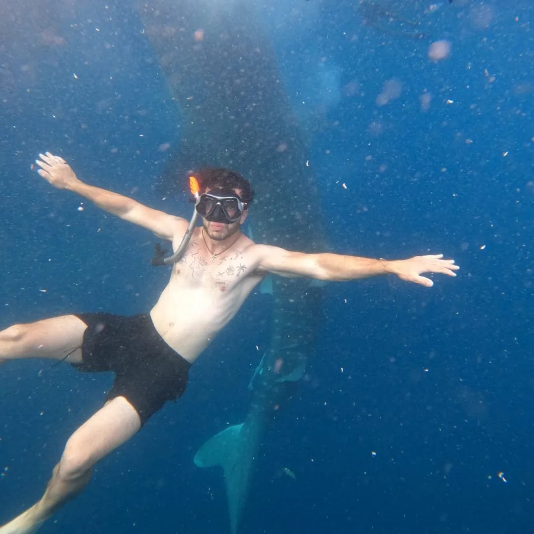 Whale Shark