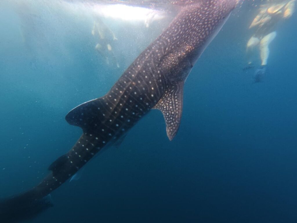 The Whaleshark