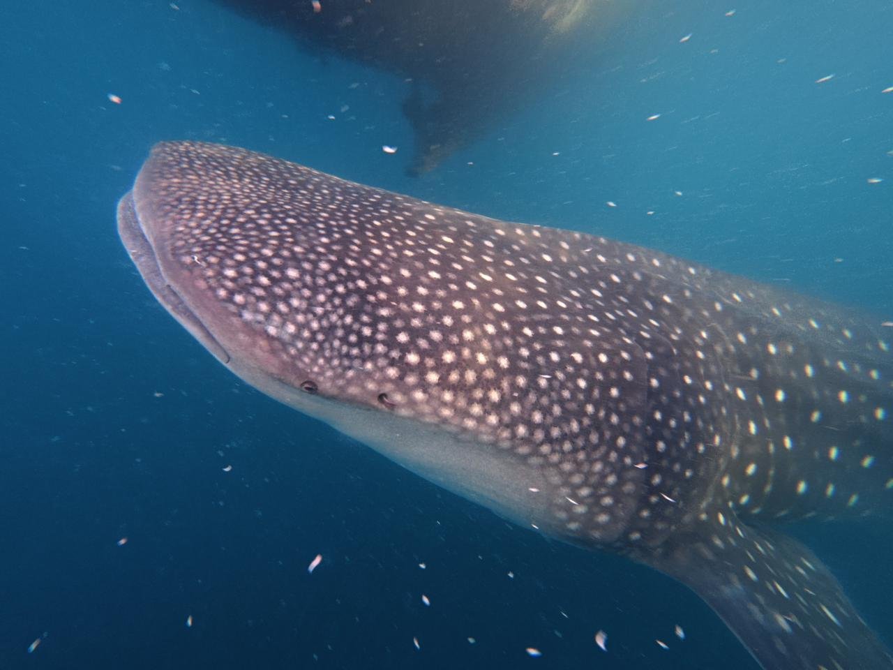 Meeting the Gentle Giant: Whale Shark Tour Experience with Azmy Adventure