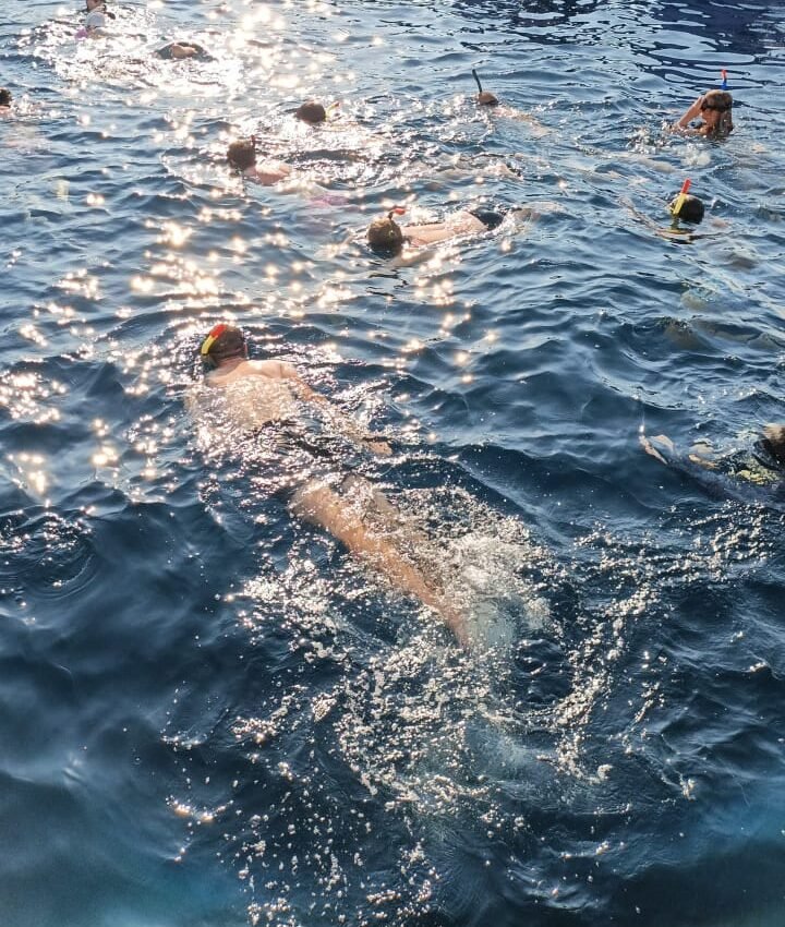 Swim to see the whale shark