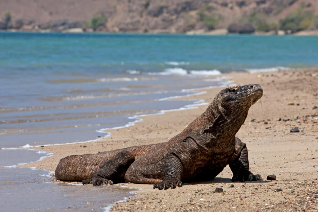 A massive Komodo Dragon resting lazily near a guide on the dry, savanna-like landscape of Rinca Island