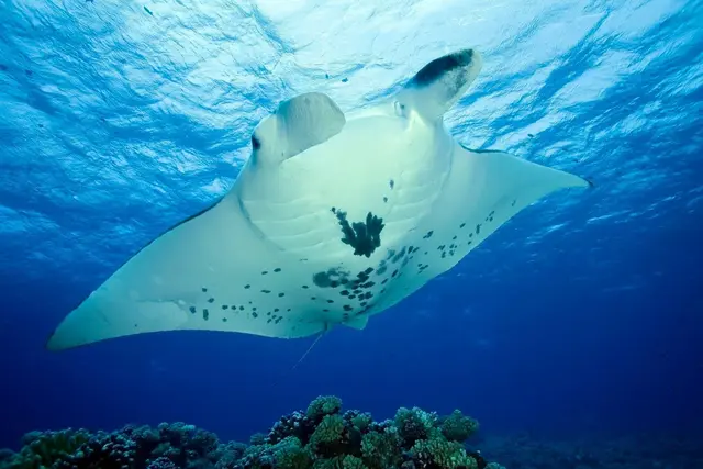 Manta Point in Komodo National Park
