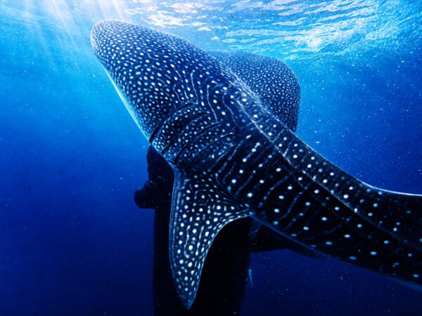Swim with Whale Sharks