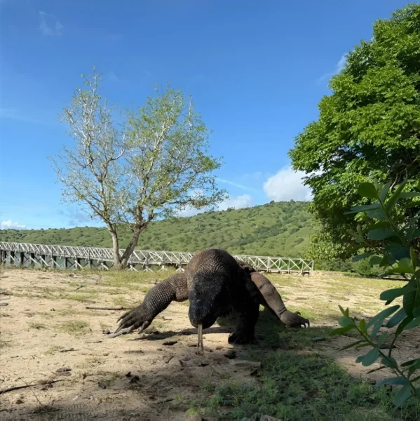 Komodo Dragon in Komodo National Park